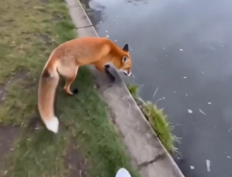 W1406001_A wild fox ran straight at me on my morning run. I thought it was going to attack — then it kept loo (Part 2)