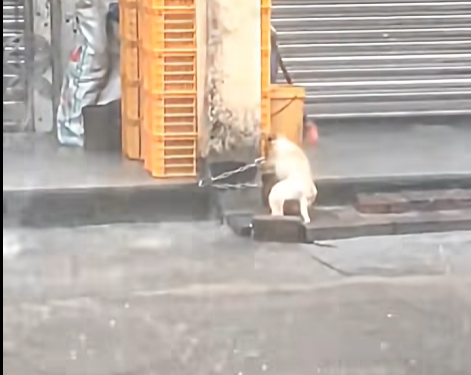 C2805002_I found a small dog tied to a stone pillar in the heavy rain (Part 2)