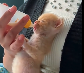 E0806009_this man rescue poor kitten end happy ending  (Part 2)