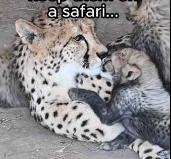 E1006004_Animals know love  (Part 2)