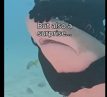 E1006009_Did you think sharks had feelings_ (Part 2)