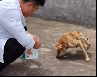 U0804001_Transformation of a disabled stray dog (Part 2)