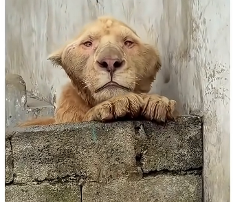 X2005005_Man saved abused lion (FULL)