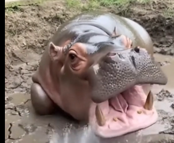 L1406008_He Found a Baby Hippo in His Garden! (Part 2)