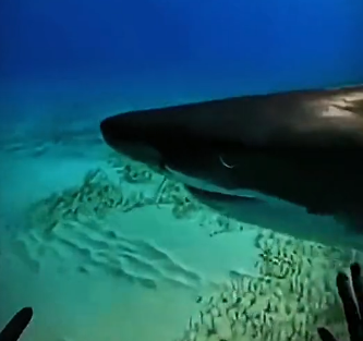 E1406005_A Shark took my Dog… then a dolphin did this…. (Part 2)