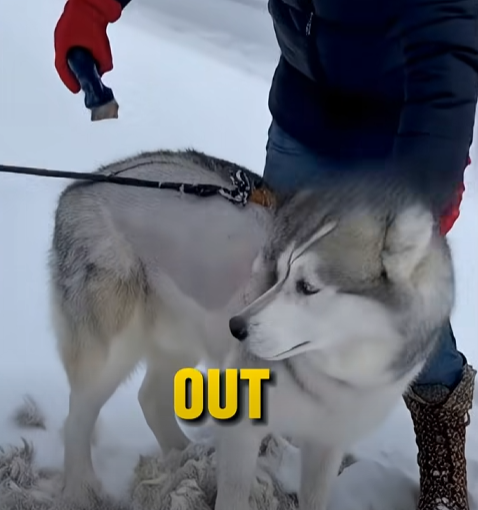 E3031002 She Shaved Her Husky in the Snow… – Emergency Rescue 🚑 (Part 2)