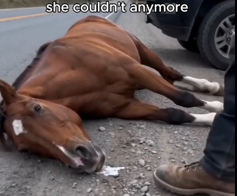 W1406004_My horse collapsed chasing the trailer carrying her baby. (Part 2)