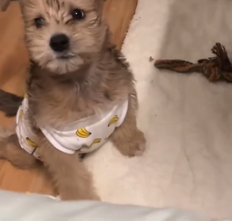 U0804010 A paralyzed and abandoned puppy gradually stood up and started running… (Part 2)