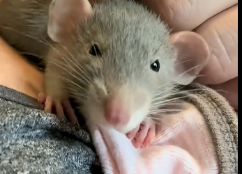 S0106003_This little girl found an abandoned baby mouse in her backyard and then (Part 2)