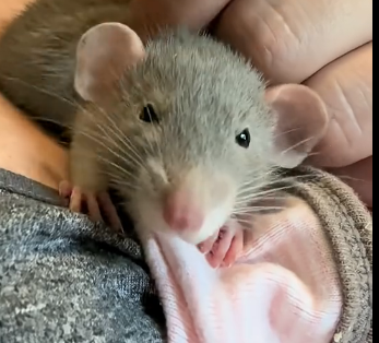 S0106003_This little girl found an abandoned baby mouse in her backyard and then (Part 2)