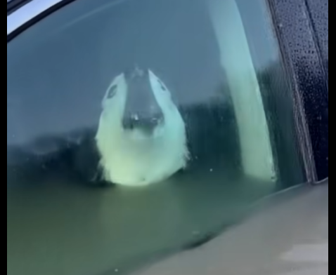 E0104006 She Only Cared About Her Car… -Emergency rescue 🚨 (Part 2)