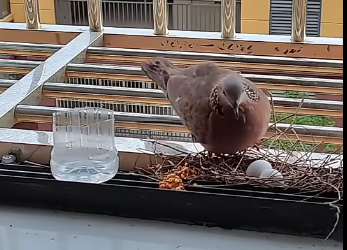 S0106004_This turtle dove came to build a nest on my balcony and then this happened (Part 2)
