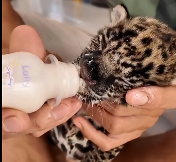 L1606005_Do you have the courage to adopt a leopard？  (Part 2)