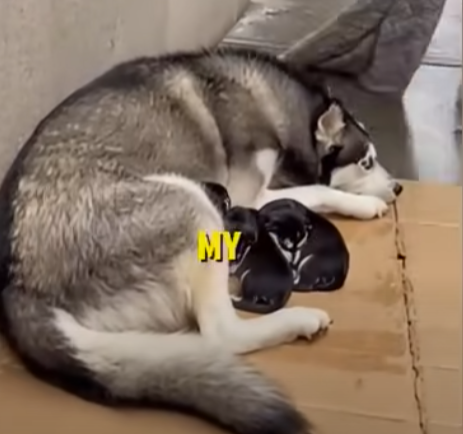 E2405008_She Stole a Blanket Off Freezing Husky Puppies…  (Part 2)