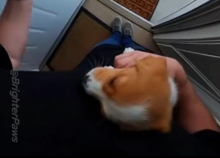 E0805007_Karen Dumps Puppy, Then Calls the Police on ME_! (Instant Karma)😎 (Part 1)