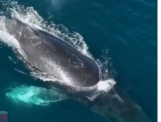 V0305006_This Whale Needed Help🥹🐳 (FULL)