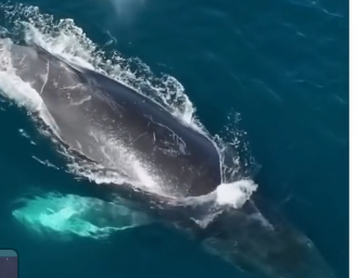 V0305006_This Whale Needed Help🥹🐳 (FULL)