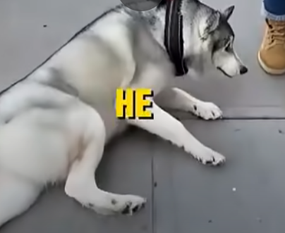 E2205011_She Forced Her Injured Husky to Walk… -Emergency rescue � (Part 2)