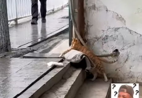 U1805003_I found that a stray cat stole my catlitter (FULL)
