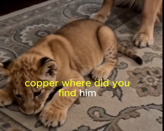 X1606001_Copper brought home a baby lion… and somehow, he became family (Part 2)
