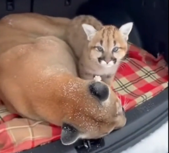 H1406004_A baby cougar asked me for help … then I found her mother  (Part 2)