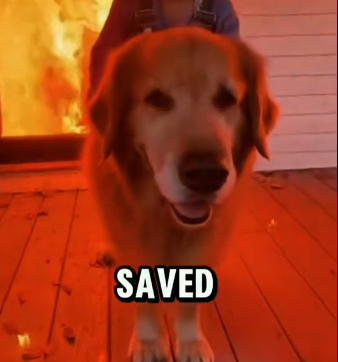 E1406003_My Dog Saved my daughter from a meteor disaster (Part 2)