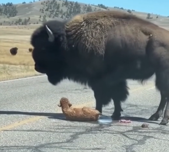 T1105003_Baby Bison Born on the Road in Yellowstone (Part 2)