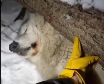 T2305006_Unexpected wolf rescue on Christmas eve (Part 2)
