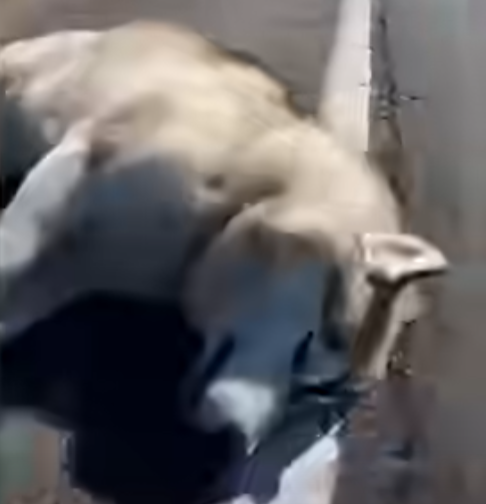 E2405005_She Threw Her Husky Out of a Moving Car… Emergency rescue (Part 2)
