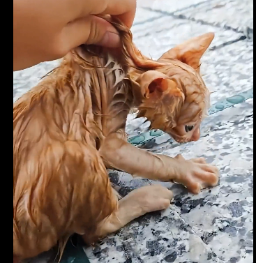 Y0106002_On a rainy day , I found a pitifulkitten (FULL)