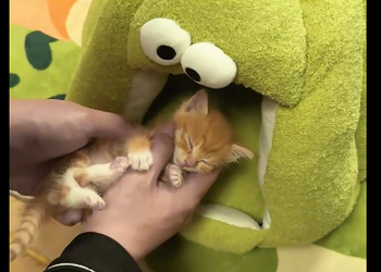 I rescued a little stray kitten.  (Part 2)