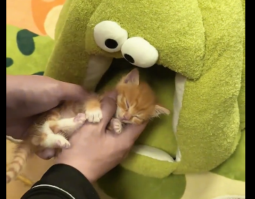 I rescued a little stray kitten.  (Part 2)