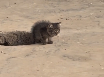 I found this tiny kitten all alone so I gave her a forever home  (Part 2)