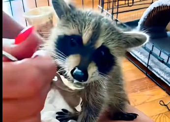 The little raccoon that fell from the ceiling has become a member of our family (Part 2)