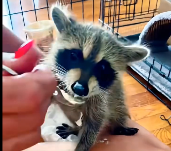 The little raccoon that fell from the ceiling has become a member of our family (Part 2)