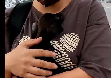 Rescue a puppy on the road (Part 2)