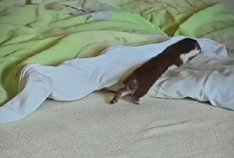 A meaningful and touching story of a family and a little ferret (Part 2)