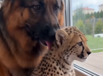 The leopard mother gave me her baby. Their bond was deep. (Part 2)
