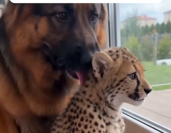 The leopard mother gave me her baby. Their bond was deep. (Part 2)