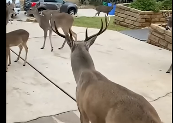 Deer Returns Gratitude (Part 2)