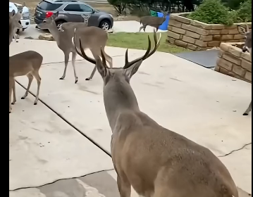 Deer Returns Gratitude (Part 2)