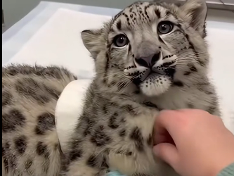 A snow leopard came to my door. (Part 2)