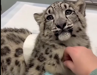 A snow leopard came to my door. (Part 2)
