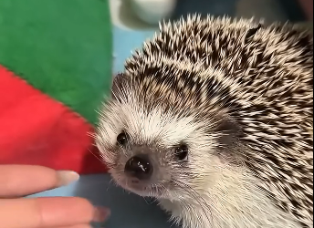 A kind man rescues a poor hedgehog stuck in a fence and then (Part 2)