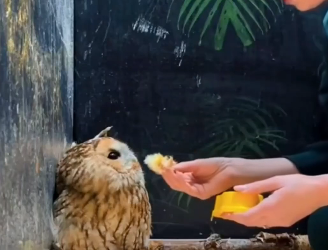 This Family rescue an injured Owl by the Roadside and make sure it Received the care .  (Part 2)