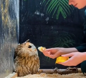 This Family rescue an injured Owl by the Roadside and make sure it Received the care . (Part 2)