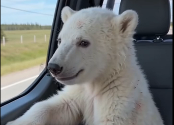 I luckily saved a little white bear. (Part 2)