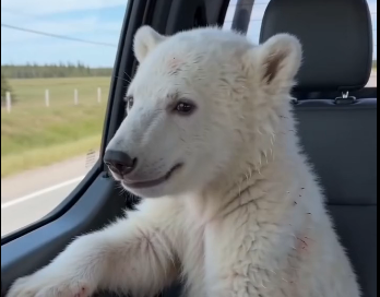 I luckily saved a little white bear. (Part 2)