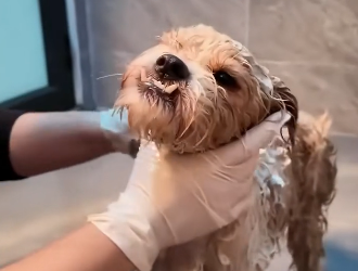 Rescue a puppy  (Part 2)