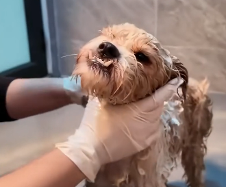 Rescue a puppy (Part 2)
